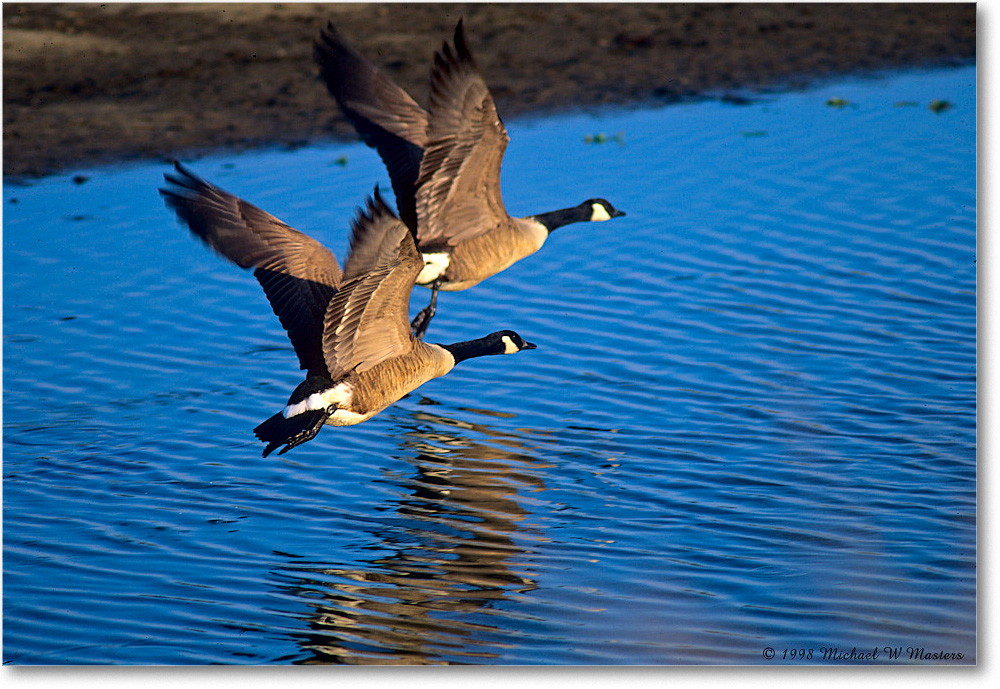 CanadaGeeseFlying_ChincoNWR-WLL_1998Oct_K02 copy