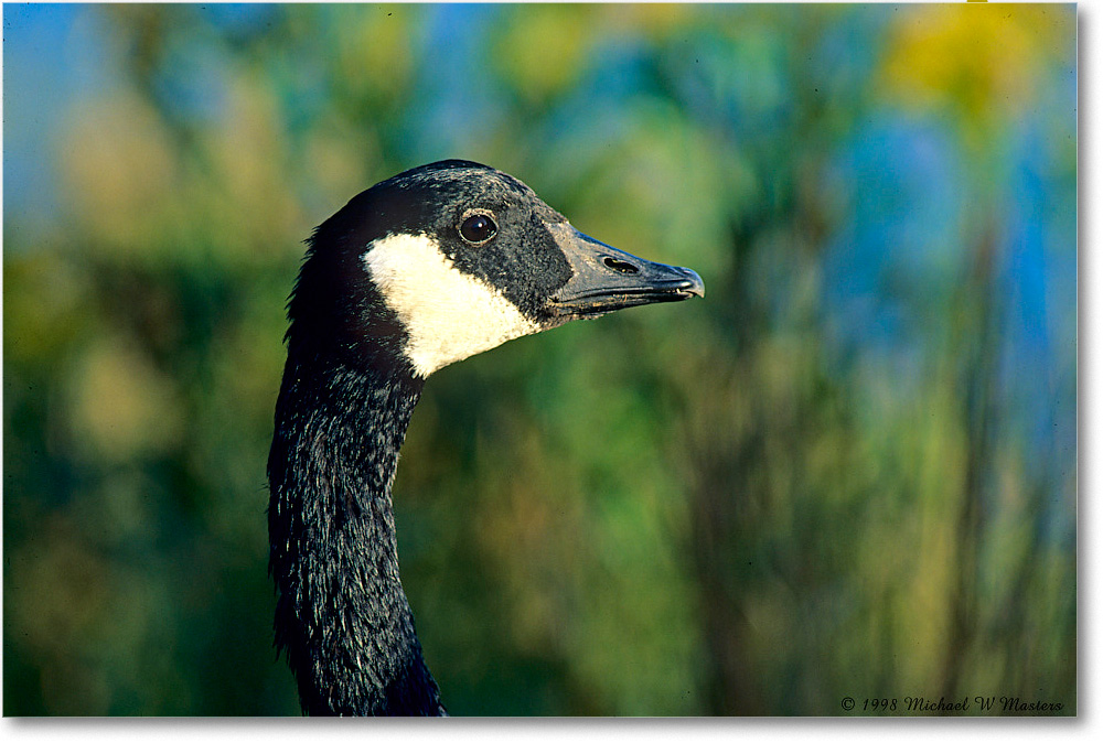 CanadaGooseFace_ChincoNWR_1998Oct_F03 copy