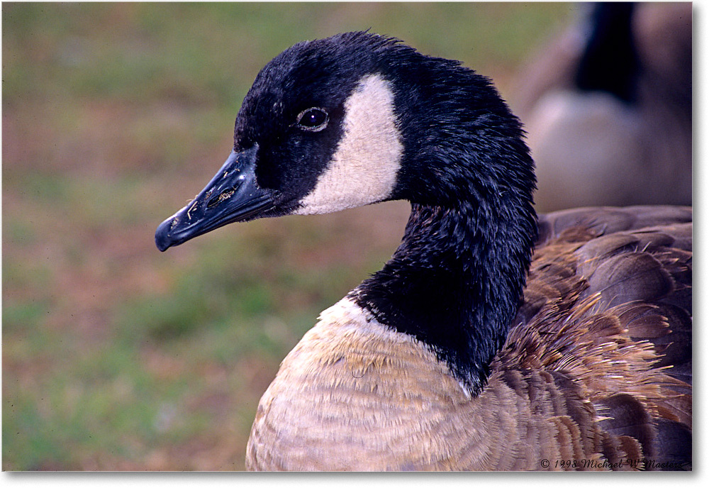 CanadaGooseFace_ChincoNWR_1998Oct_F06 copy