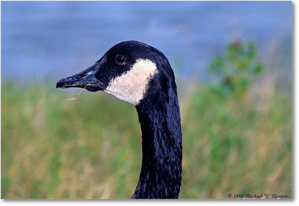 CanadaGooseFace_ChincoNWR_1998Oct_F21 copy