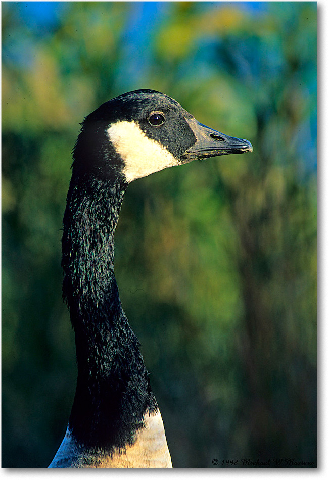CanadaGoose_ChincoNWR_1998Jun_F12 copy