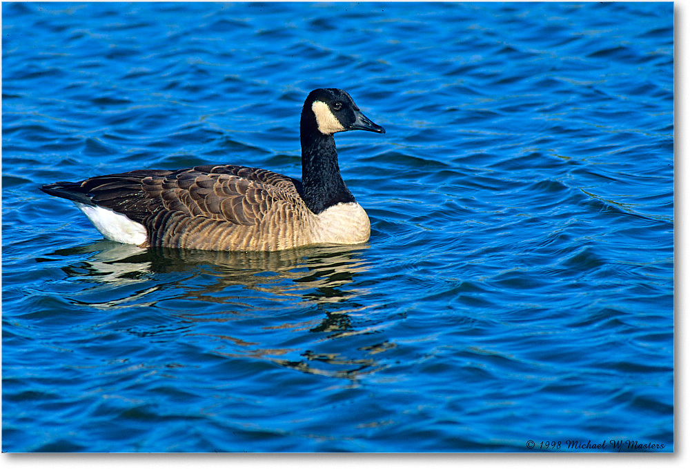 CanadaGoose_ChincoNWR_1998Oct_F06 copy