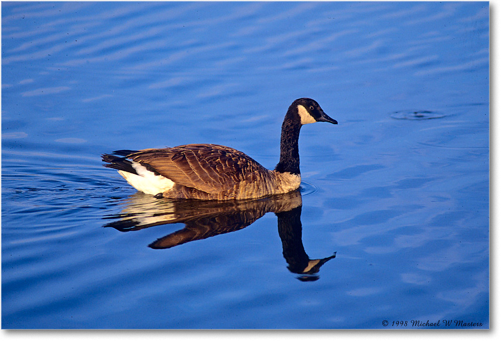 CanadaGoose_ChincoNWR_1998Oct_F09 copy