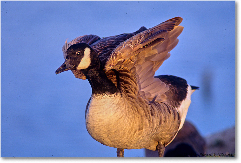 CanadaGoose_ChincoNWR_1998Oct_F32 copy