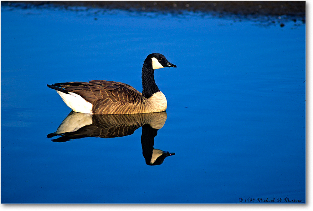 CanadaGoose_ChincoNWR_1998Oct_K12 copy
