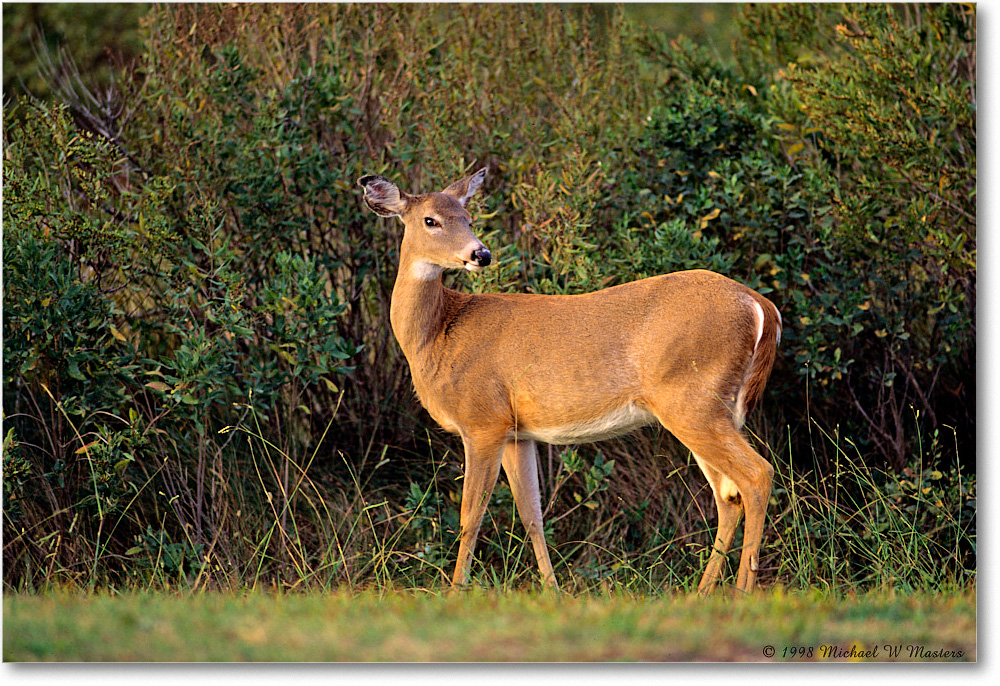 Deer_ChincoNWR_1998Oct_F20 copy