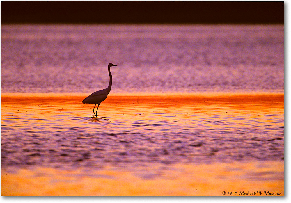 EgretPredawnSwanCove_ChincoNWR_1998Oct_X31 copy