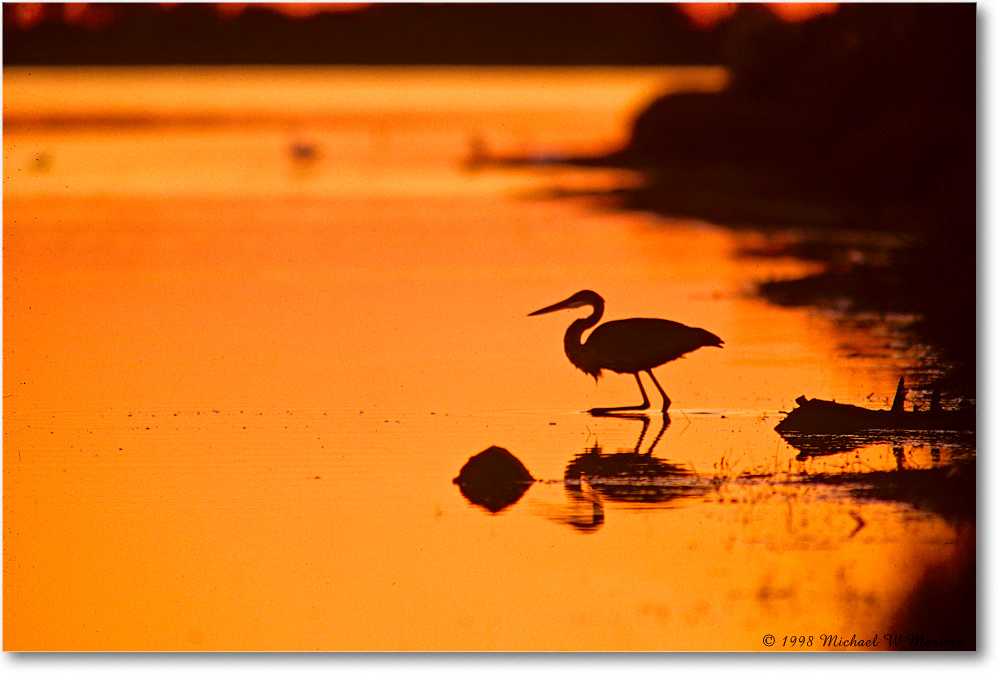 EgretSilhouette_ChincoNWR_1998Oct_E25 copy