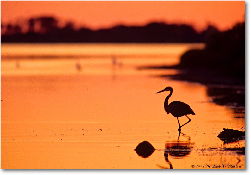 EgretSilhouette_ChincoNWR_1998Oct_E31 copy