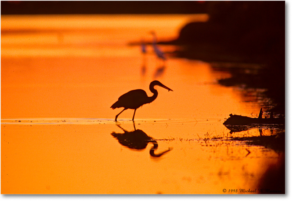EgretSwanCoveSunrise_ChincoNWR_1998Oct_E22 copy