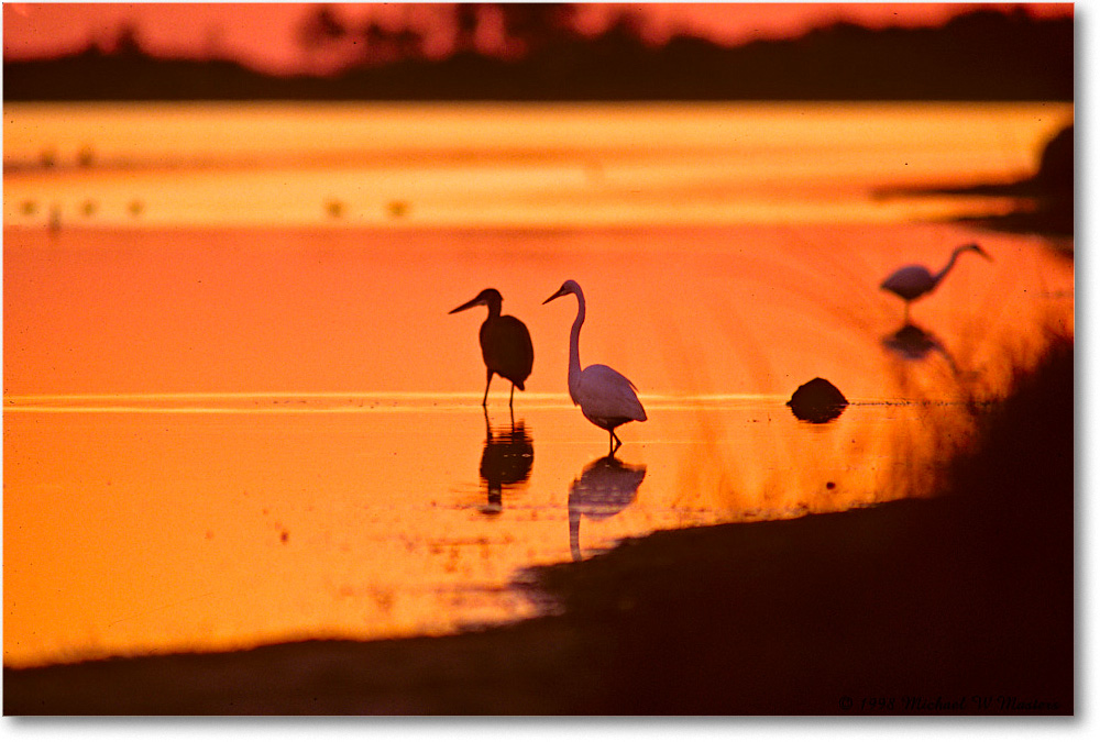 EgretsSwanCoveSunrise_ChincoNWR_1998Oct_E08 copy