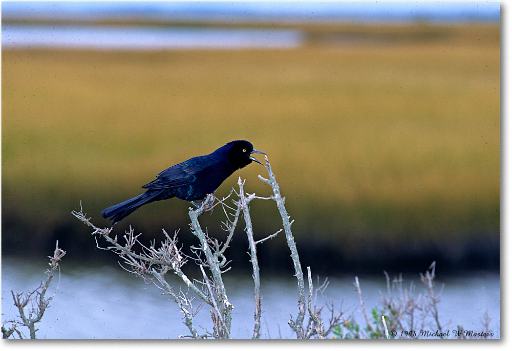 GrackleBoatTail_ChincoNWR_1998Oct_F23 copy