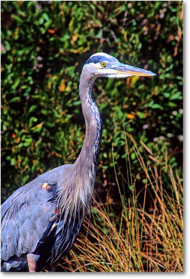 GreatBlueHeron_ChincoNWR_1998Oct_E01 copy