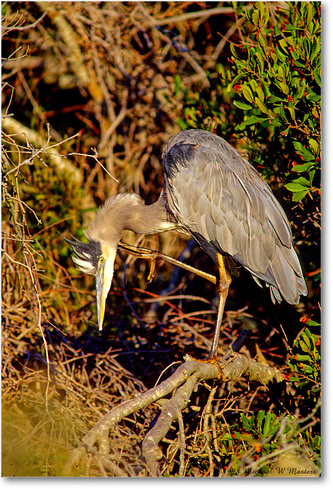 GreatBlueHeron_ChincoNWR_1998Oct_E04 copy