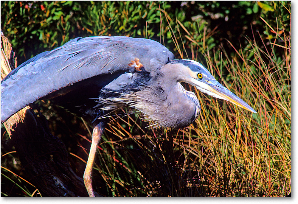 GreatBlueHeron_ChincoNWR_1998Oct_E08 copy