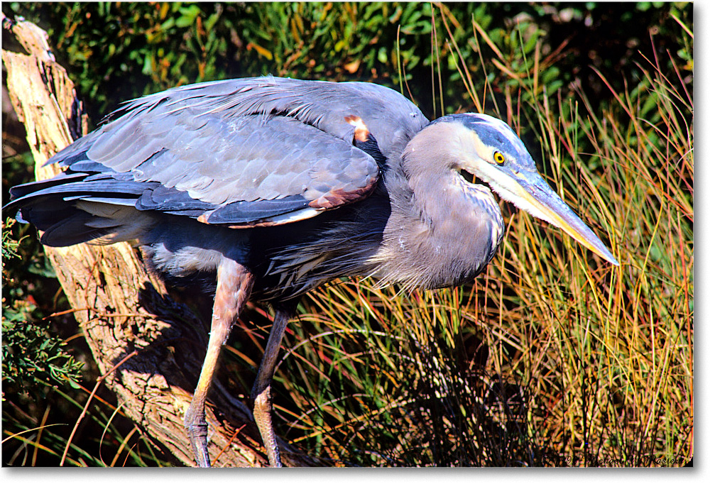 GreatBlueHeron_ChincoNWR_1998Oct_E13 copy