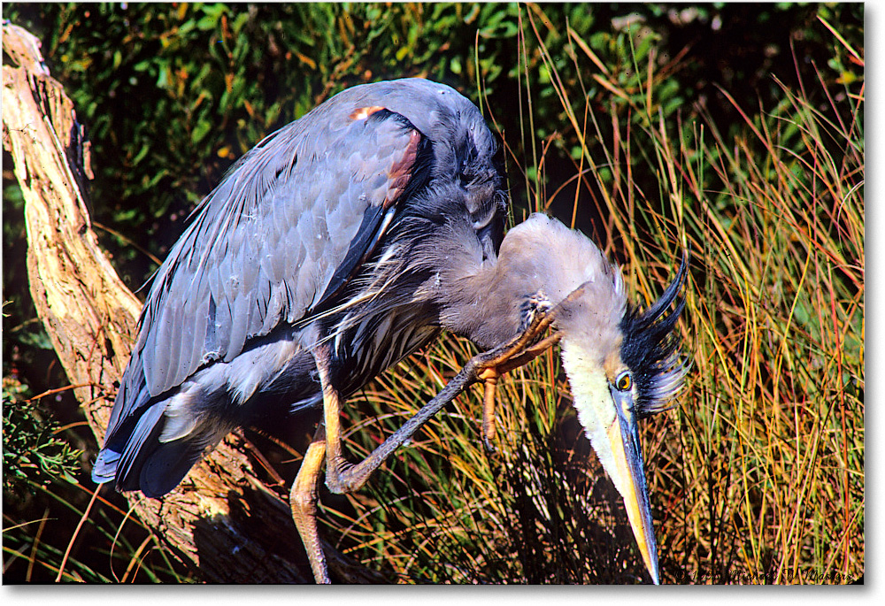 GreatBlueHeron_ChincoNWR_1998Oct_E14 copy