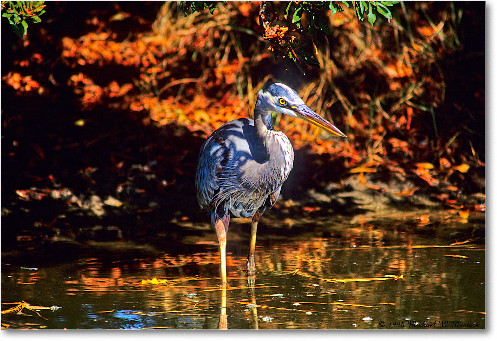 GreatBlueHeron_ChincoNWR_1998Oct_F02 copy
