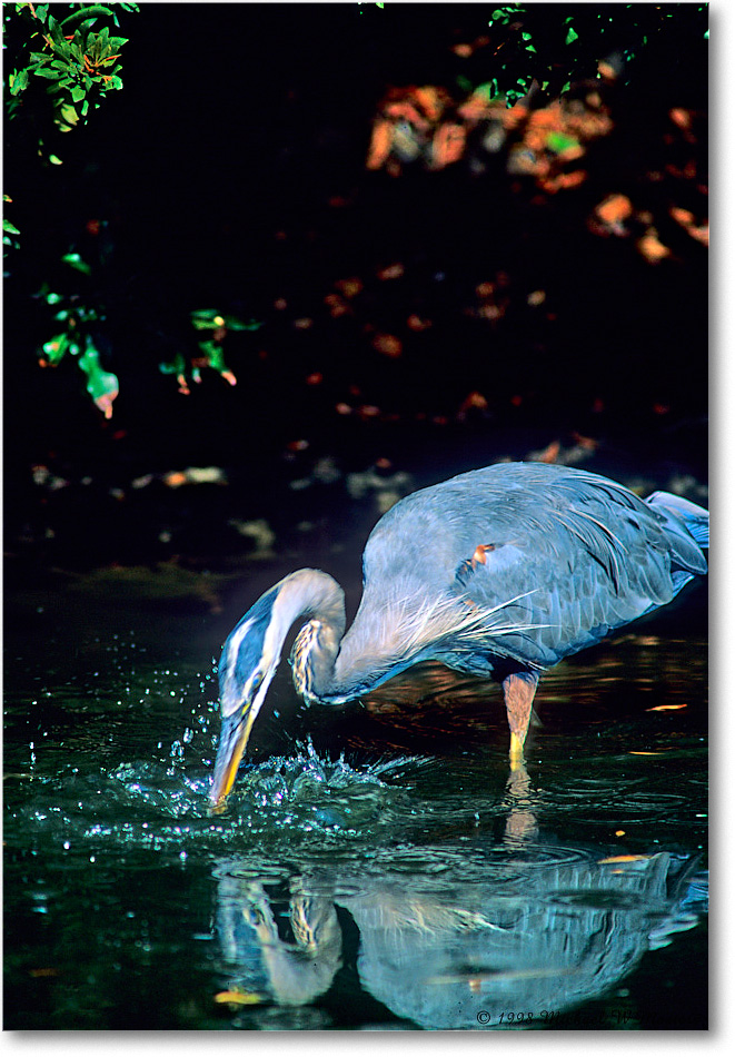 GreatBlueHeron_ChincoNWR_1998Oct_F09 copy