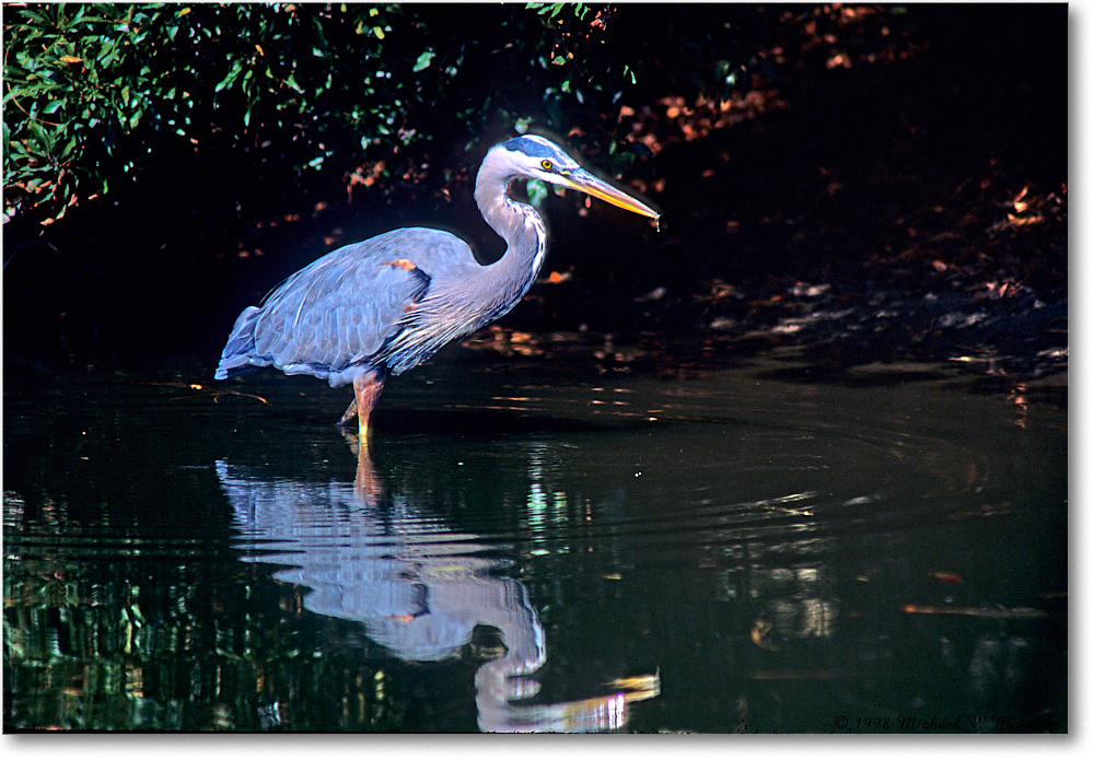 GreatBlueHeron_ChincoNWR_1998Oct_F21 copy