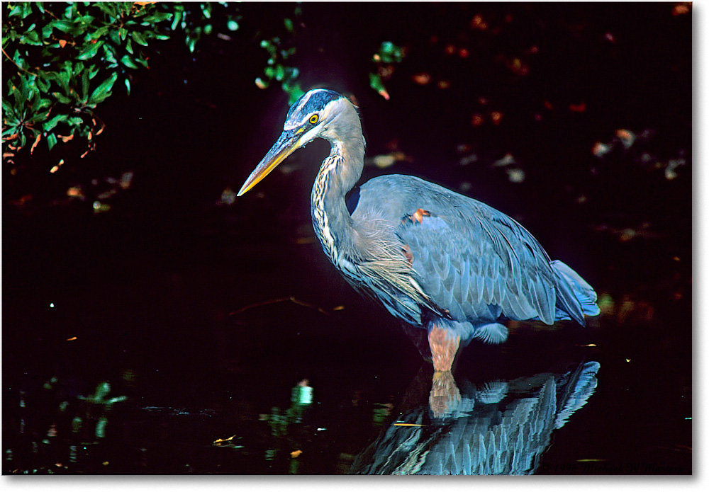 GreatBlueHeron_ChincoNWR_1998Oct_F36 copy