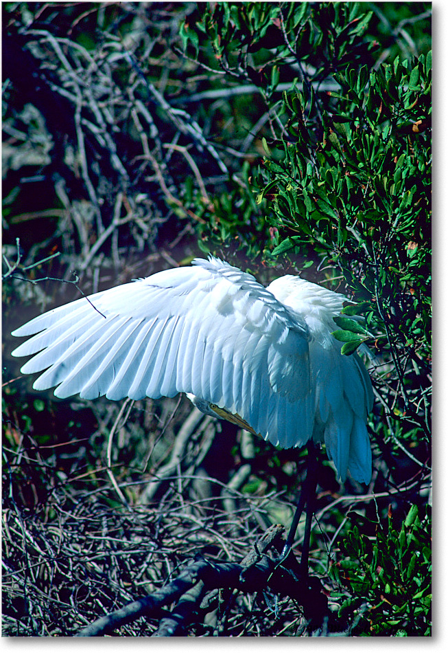 GreatEgretWingStretch_ChincoNWR_1998Oct_F34 copy