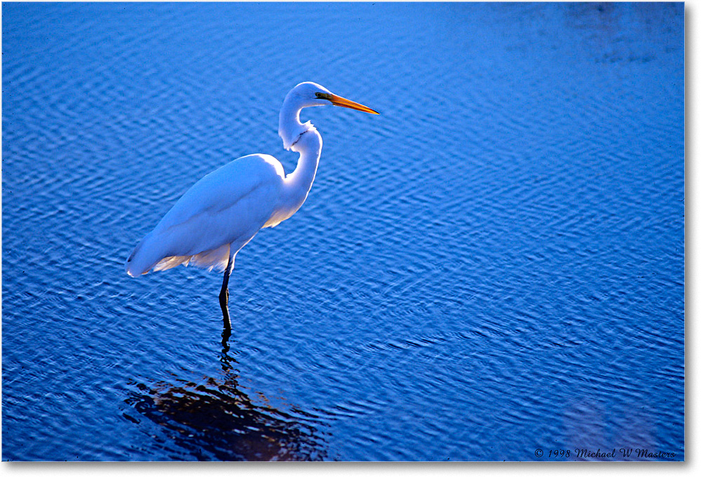 GreatEgret_ChincoNWR_1998Oct_E01 copy