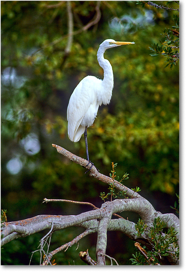 GreatEgret_ChincoNWR_1998Oct_E30 copy