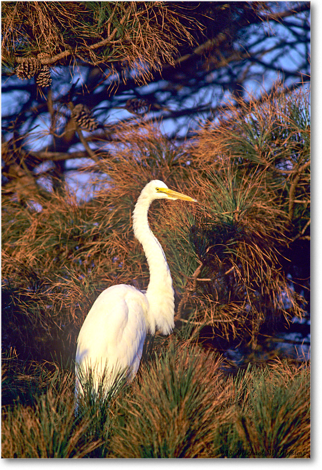 GreatEgret_ChincoNWR_1998Oct_F09 copy