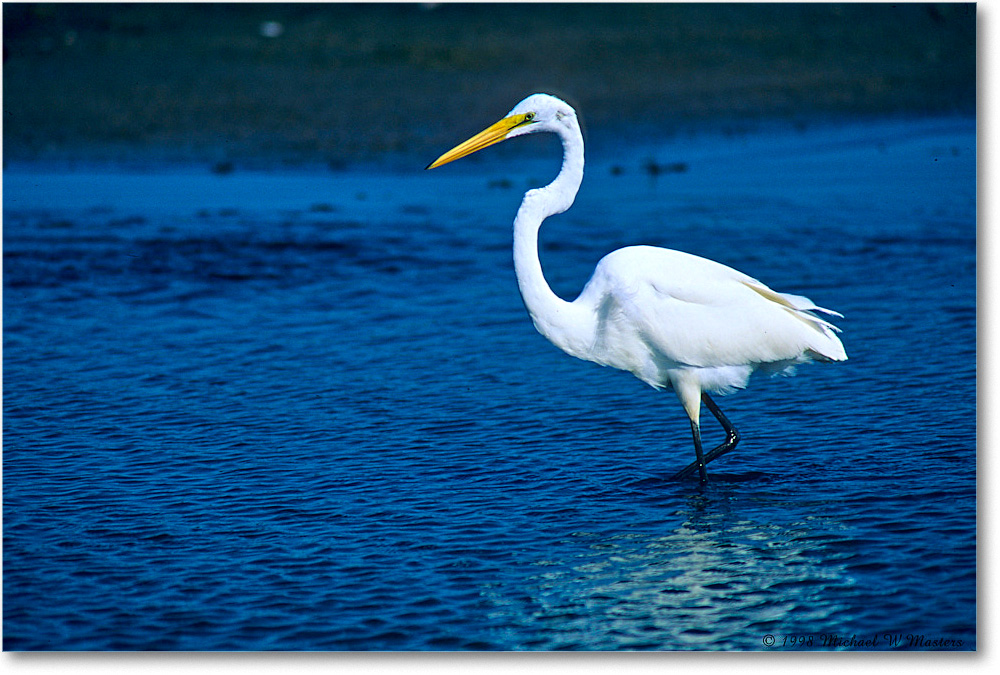 GreatEgret_ChincoNWR_1998Oct_F20 copy
