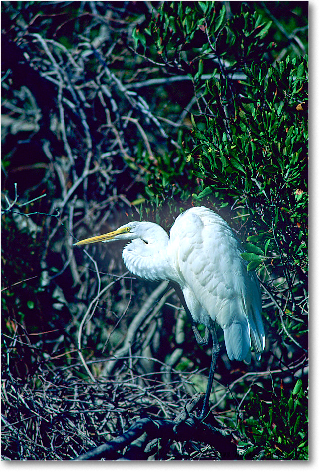 GreatEgret_ChincoNWR_1998Oct_F22 copy