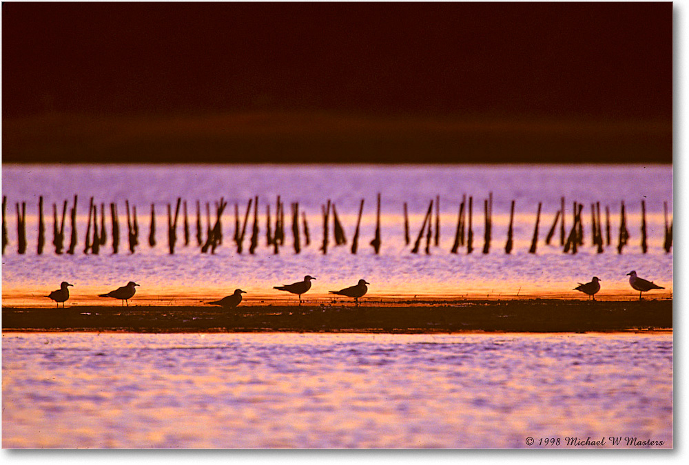 GullsPredawnSwanCove_ChincoNWR_1998Oct_X04 copy