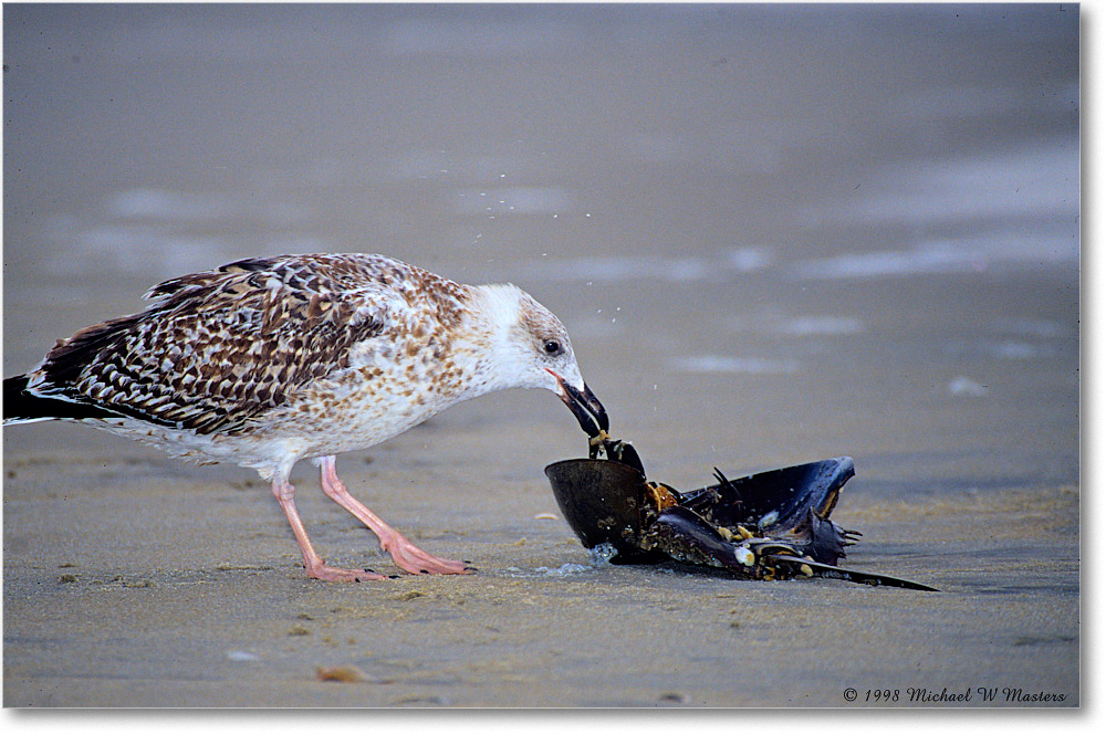 LaughingGullJuv&Crab_ChincoNWR_1998Oct_E03 copy