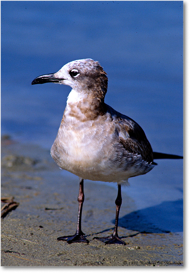LaughingGullJuv_ChincoNWR_1998Oct_E35 copy