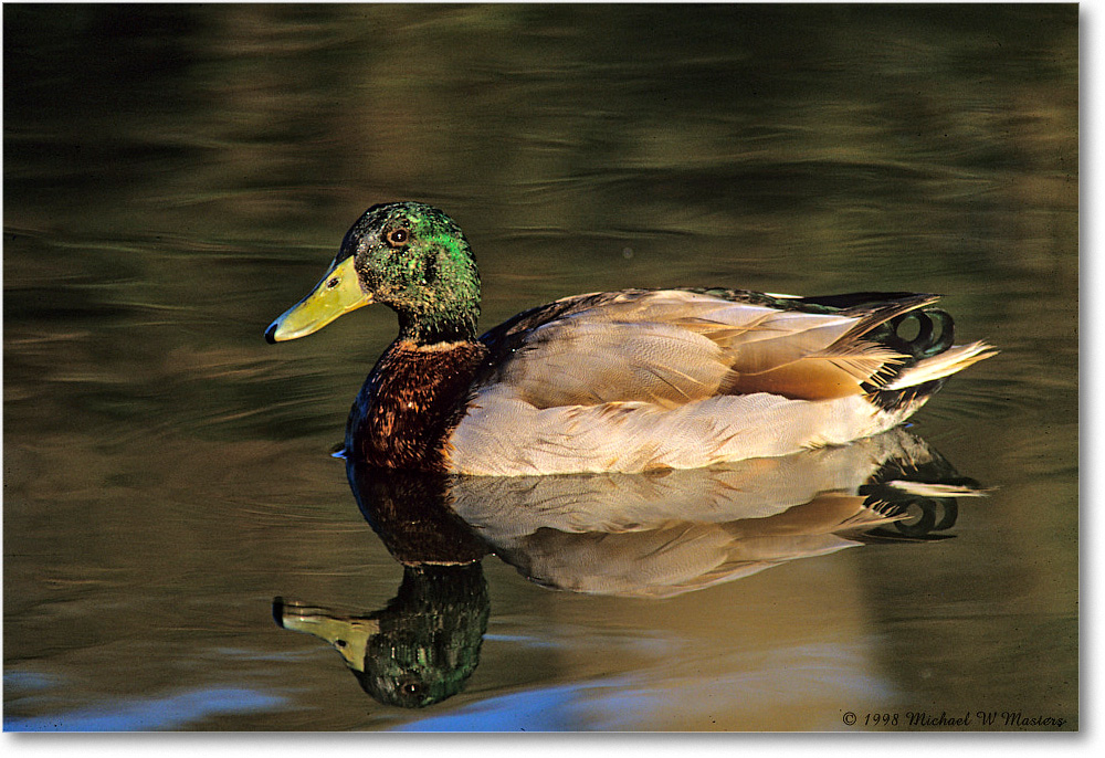 MallardMale_ChincoNWR_1998Oct_E09 copy