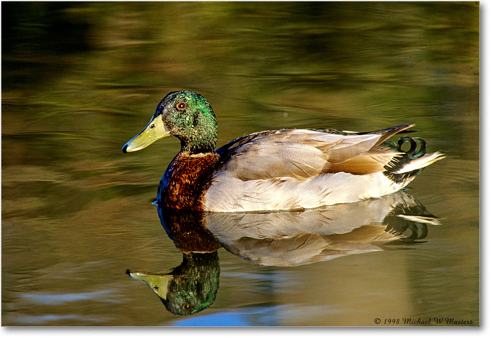 MallardMale_ChincoNWR_1998Oct_E10 copy