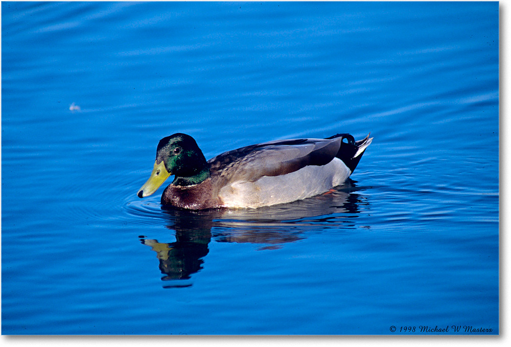 MallardMale_ChincoNWR_1998Oct_F20 copy