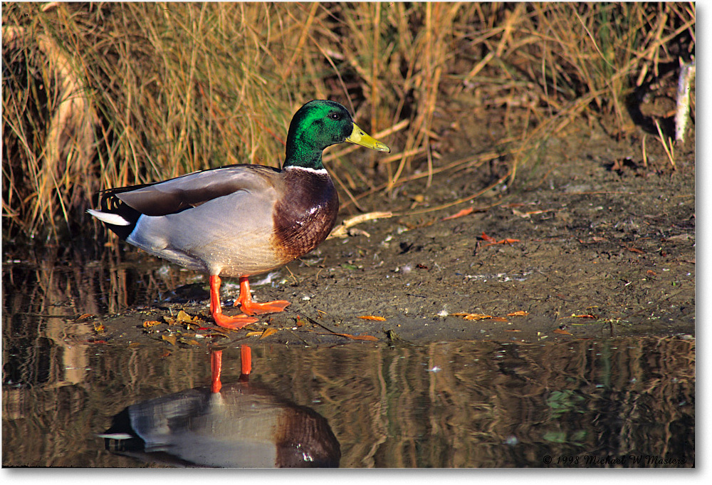 MallardMale_ChincoNWR_1998Oct_F21 copy