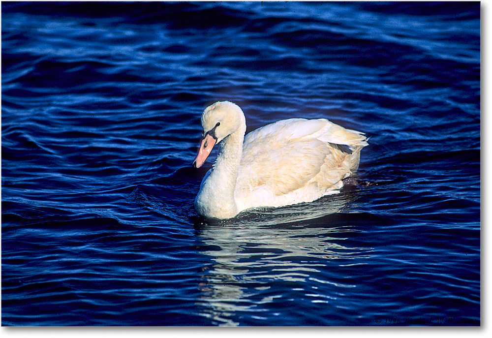 MuteSwanJuv_ChincoNWR_1998Oct_F10 copy