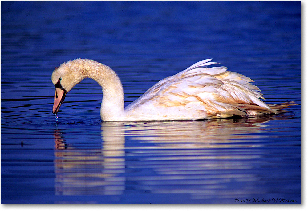 MuteSwan_ChincoNWR_1998Oct_F08 copy
