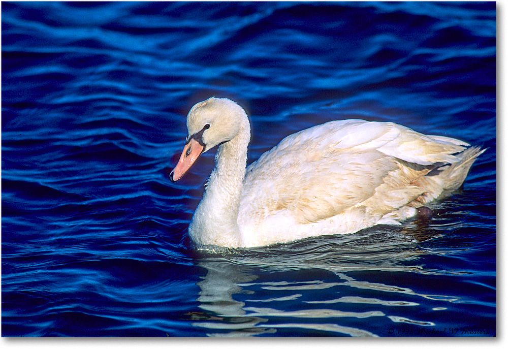MuteSwan_ChincoNWR_1998Oct_F13 copy