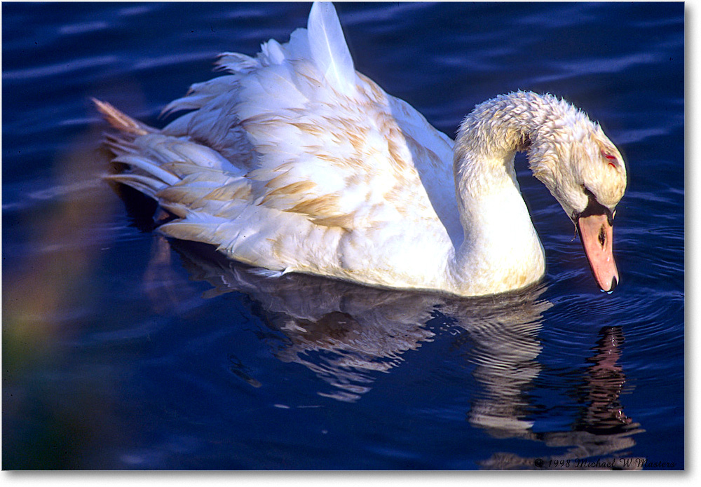 MuteSwan_ChincoNWR_1998Oct_F36 copy