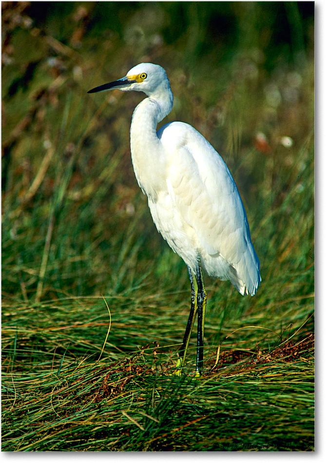SnowyJuv_ChincoNWR_1998Oct_F21 copy