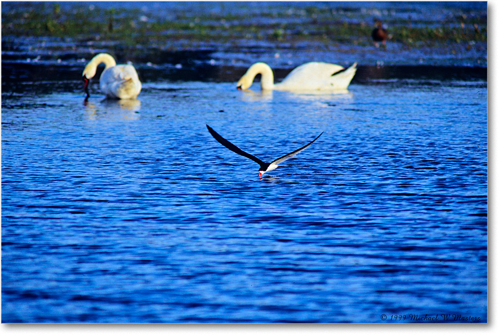 BlackNeckSkimmer_ChincoNWR_1999Jun_E30 copy