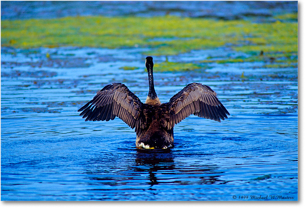 CanadaGooseWingFlap_ChincoNWR_1999Jun_E10 copy