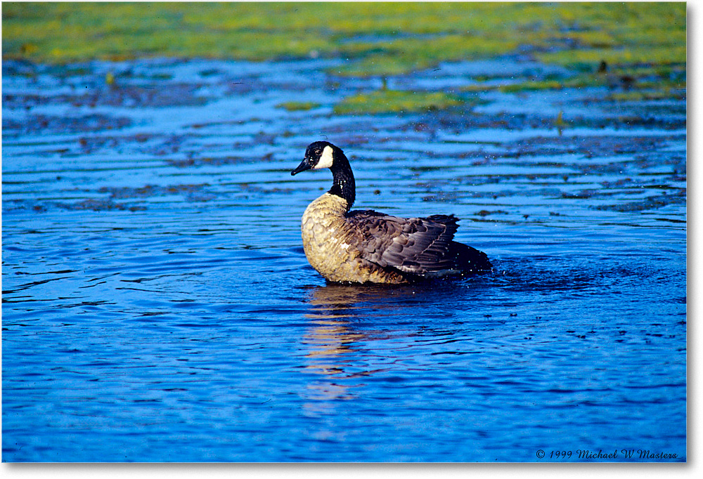 CanadaGoose_ChincoNWR_1999Jun_E02 copy