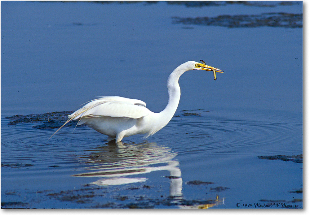 GreatEgret&Eel_ChincoNWR_1999Jun_E27 copy