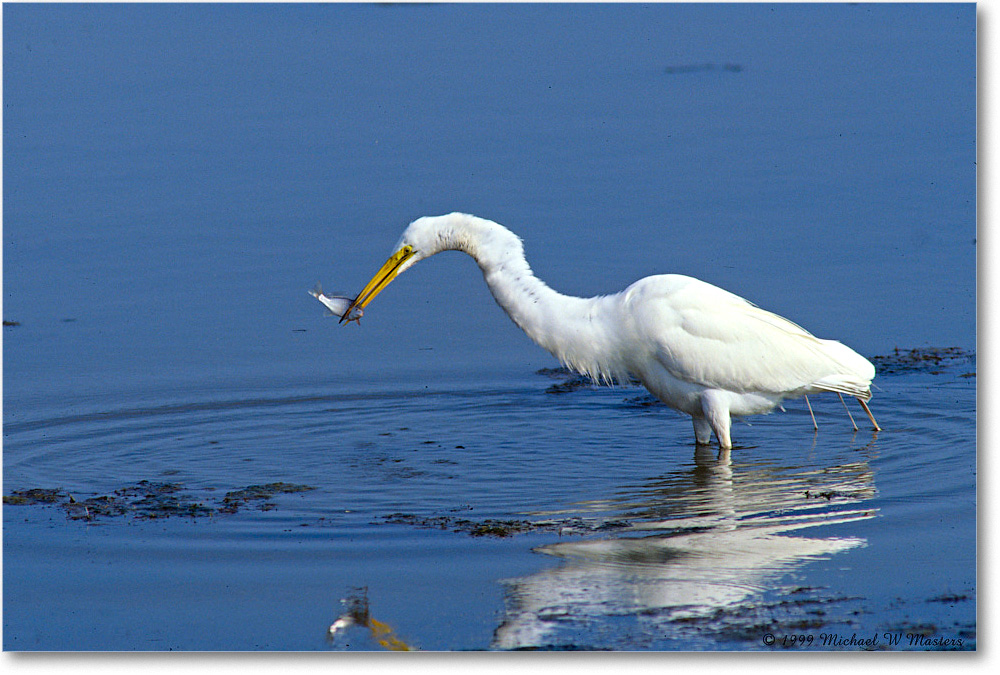 GreatEgret&Fish_ChincoNWR_1999Jun_E08 copy