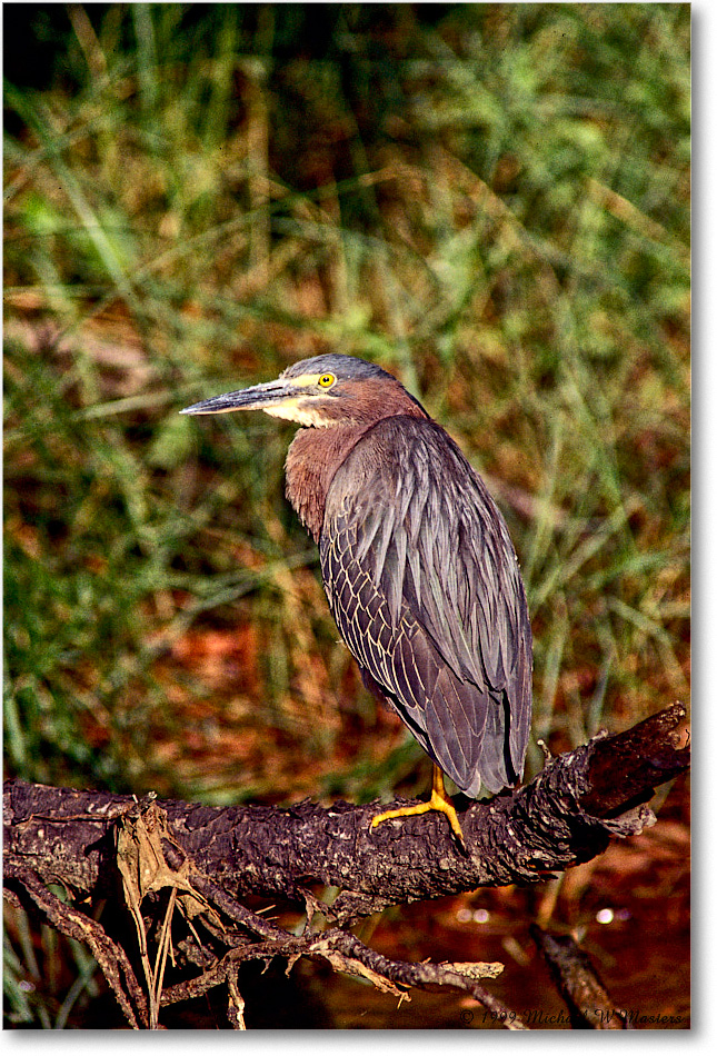 GreenHeron&Log_ChincoNWR_1999Jun_E23 copy