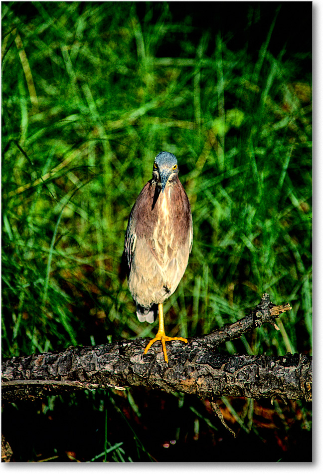 GreenHeron&Log_ChincoNWR_1999Jun_F16 copy